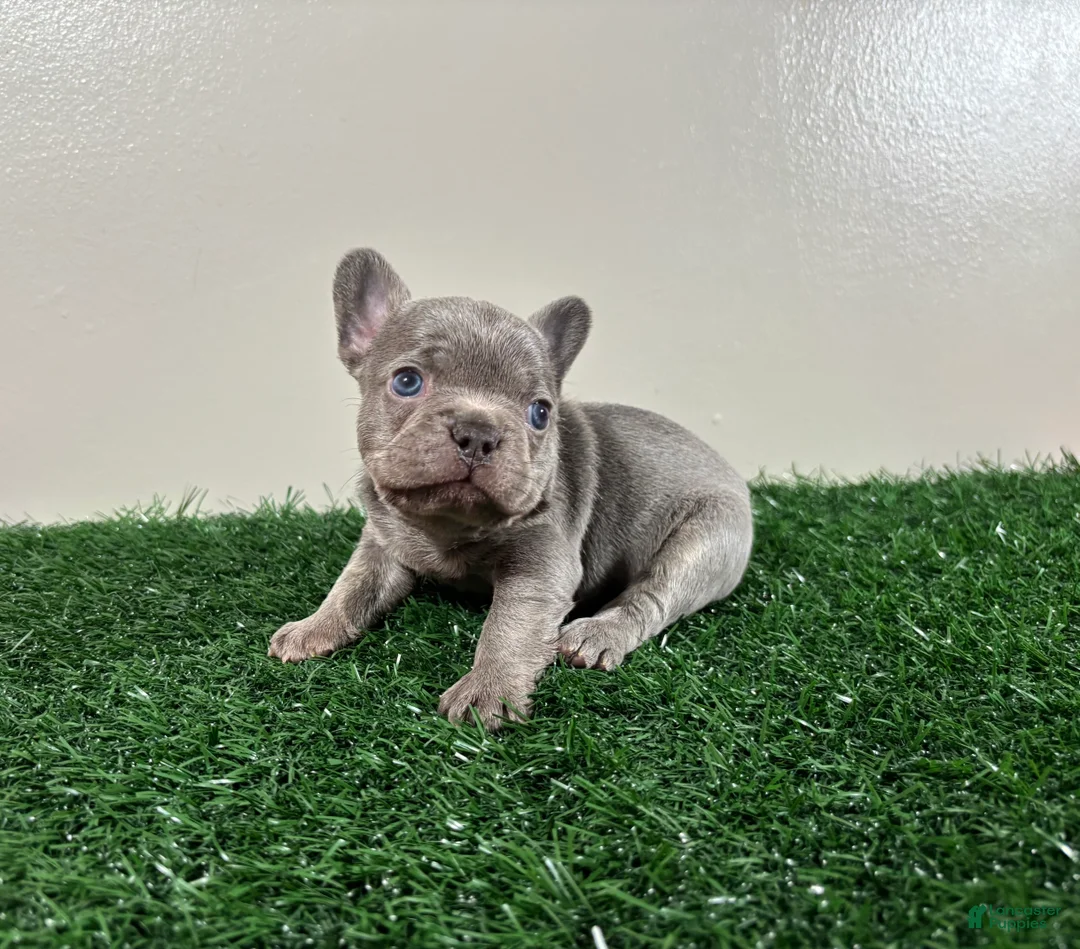 French Bulldog dogs for sale: Frank - Ad 1