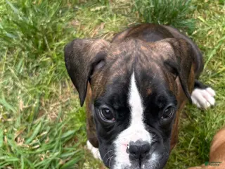 Boxer dogs for sale: Boxer 3 Princess - Ad 4