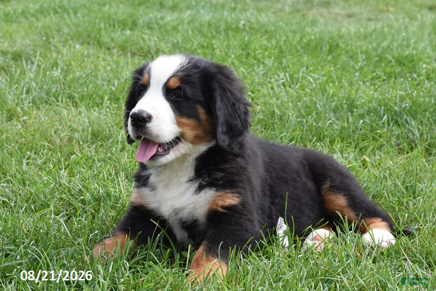 Bernese Mountain Dog dogs Morgan - Ad 2
