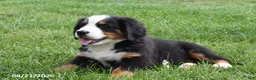 Bernese Mountain Dog dogs for sale: Morgan - Ad 2