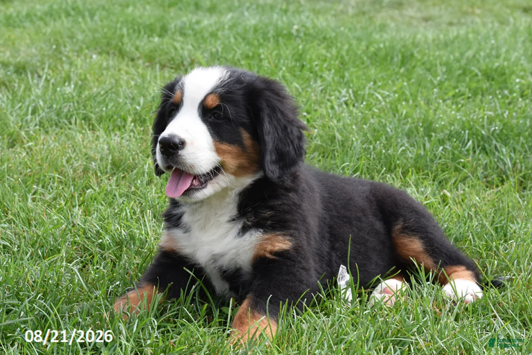 Bernese Mountain Dog dogs for sale: Morgan - Ad 2