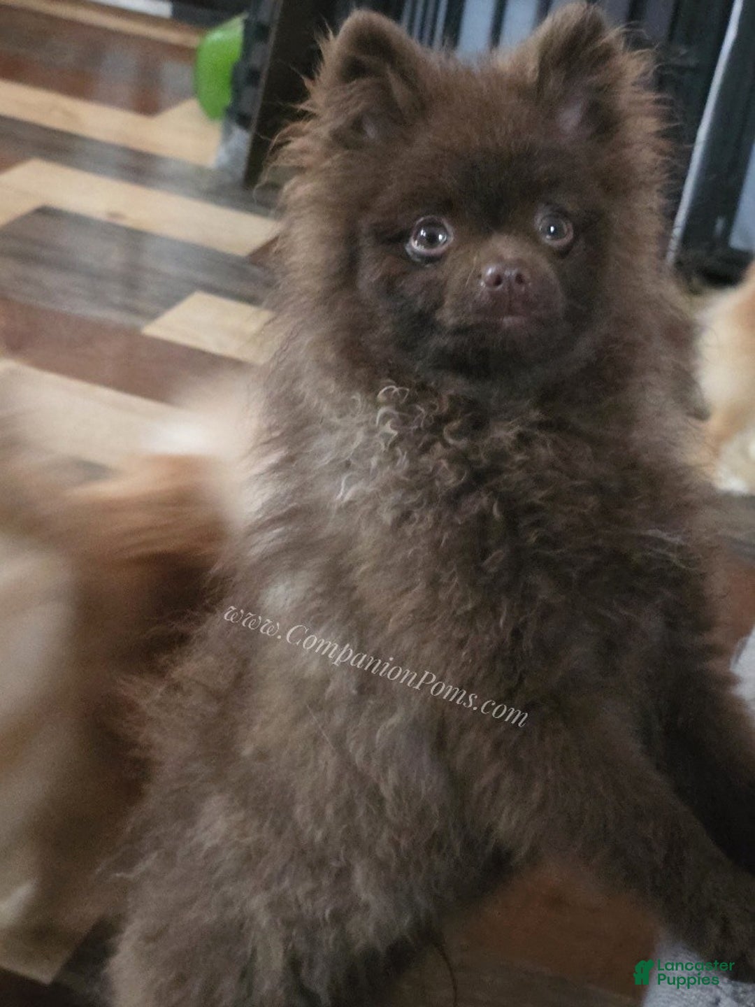 Pomeranian dogs for sale: Chocolate Chip - in his puppy uglies stage  - Ad 2