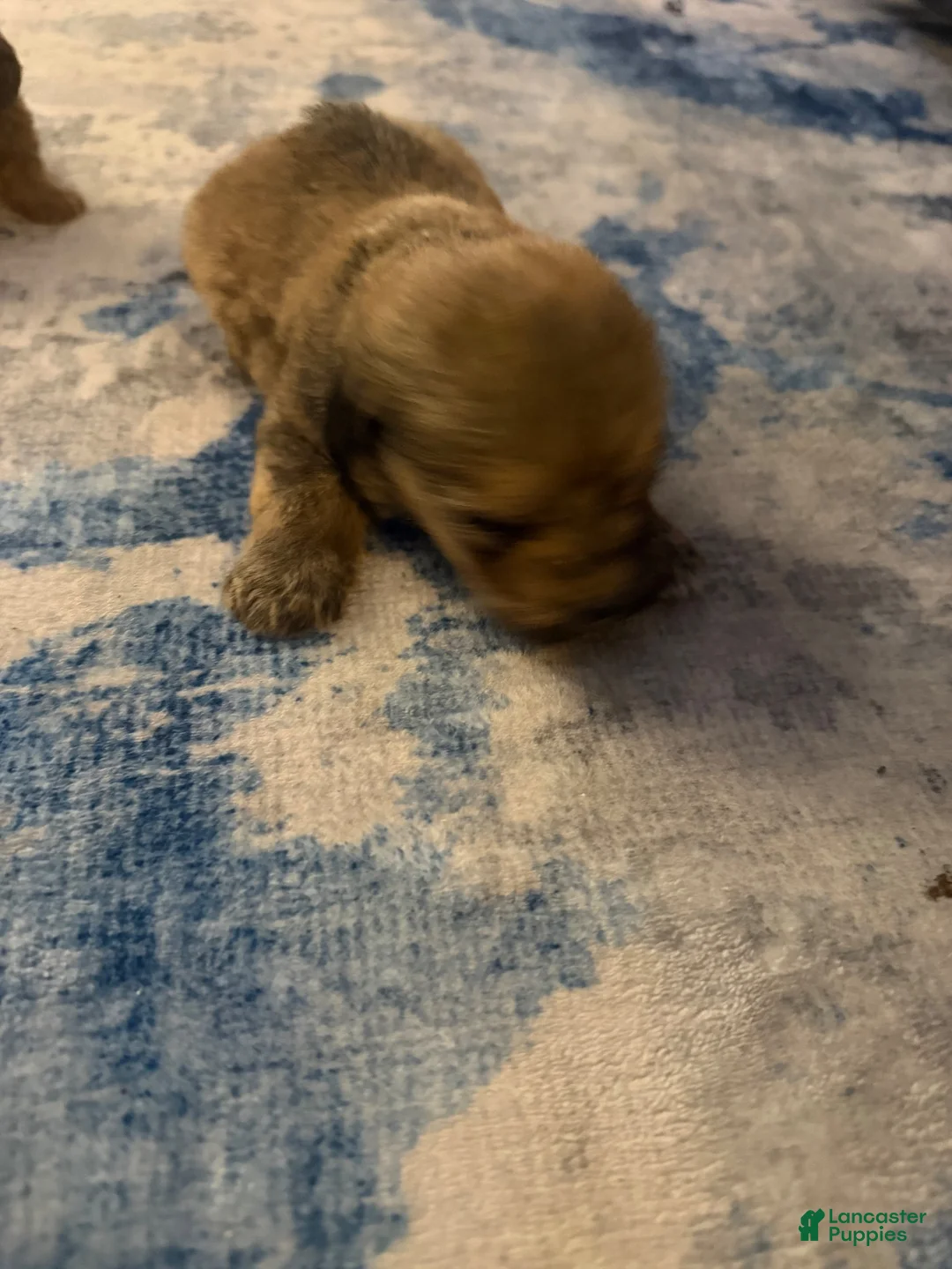 Mixed Breed dogs for sale: Mixed Breed 8 - Ad 1