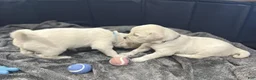 Golden Retriever dogs for sale: Black - Ad 5