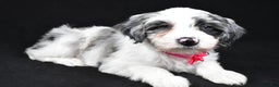 Sheepadoodle dogs for sale: Cassie - Ad 2