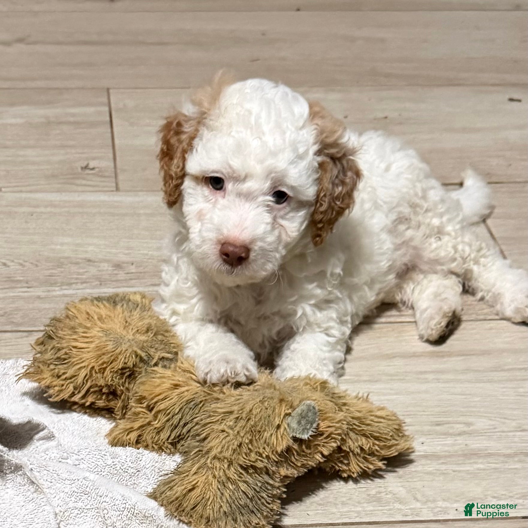 Mini Goldendoodle dogs Adam - Ad 1