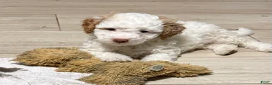 Adam