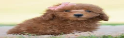 Mini Goldendoodle dogs for sale: Kisses - Ad 2