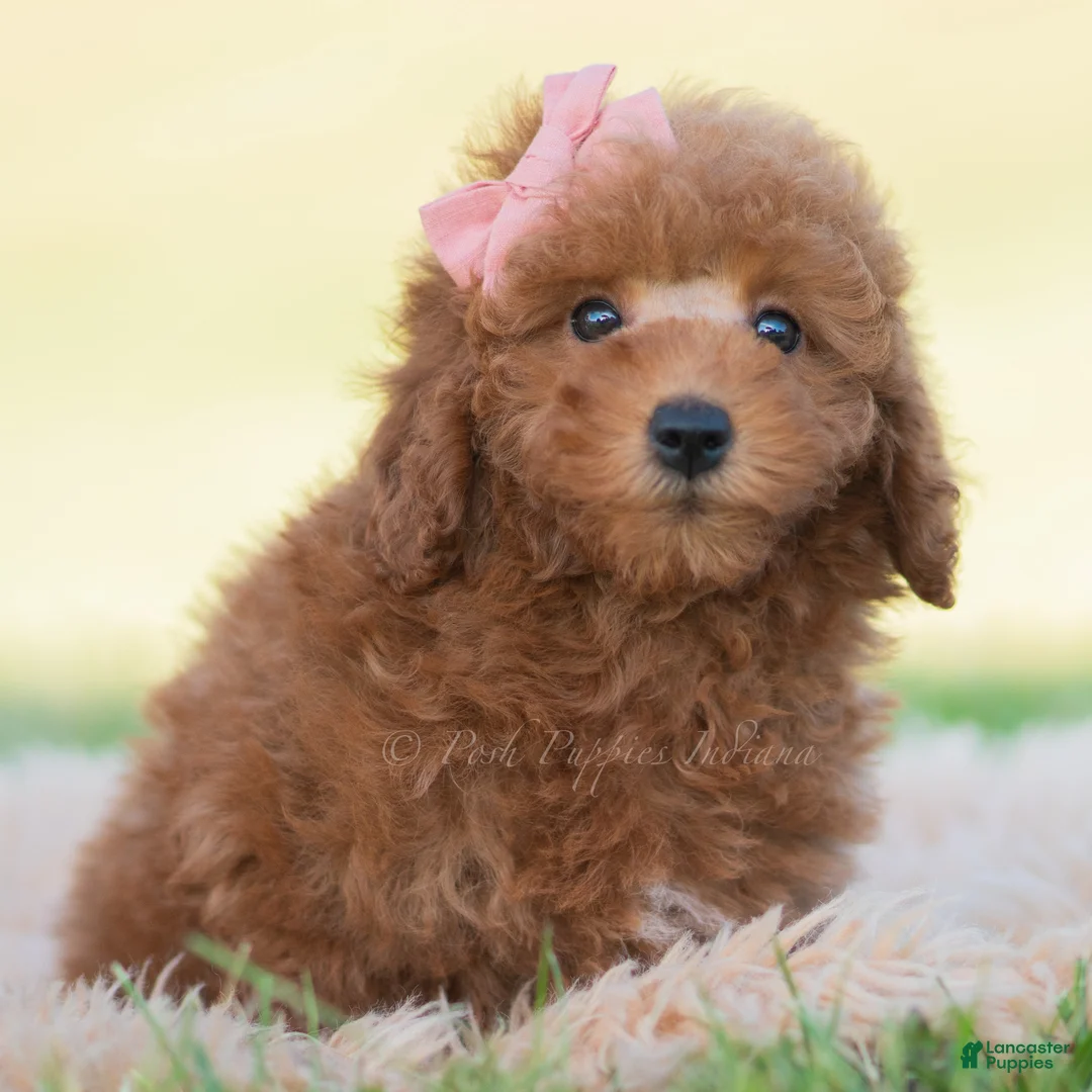 Mini Goldendoodle dogs for sale: Kisses - Ad 2