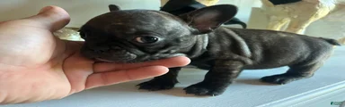 French Bulldog Puppy 4