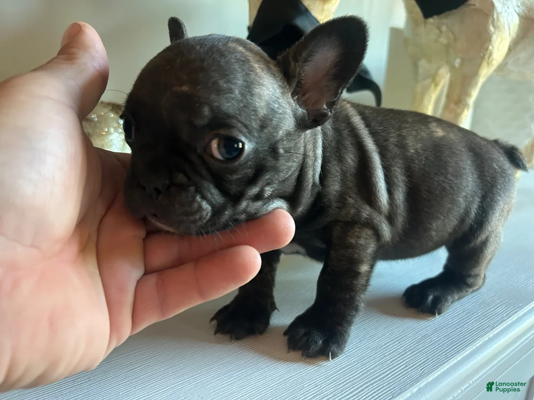 French Bulldog dogs for sale: French Bulldog Puppy 4 - Ad 1