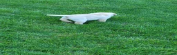 Labrador Retriever dogs for sale: Labrador Retriever Puppy 1 Max - Ad 3