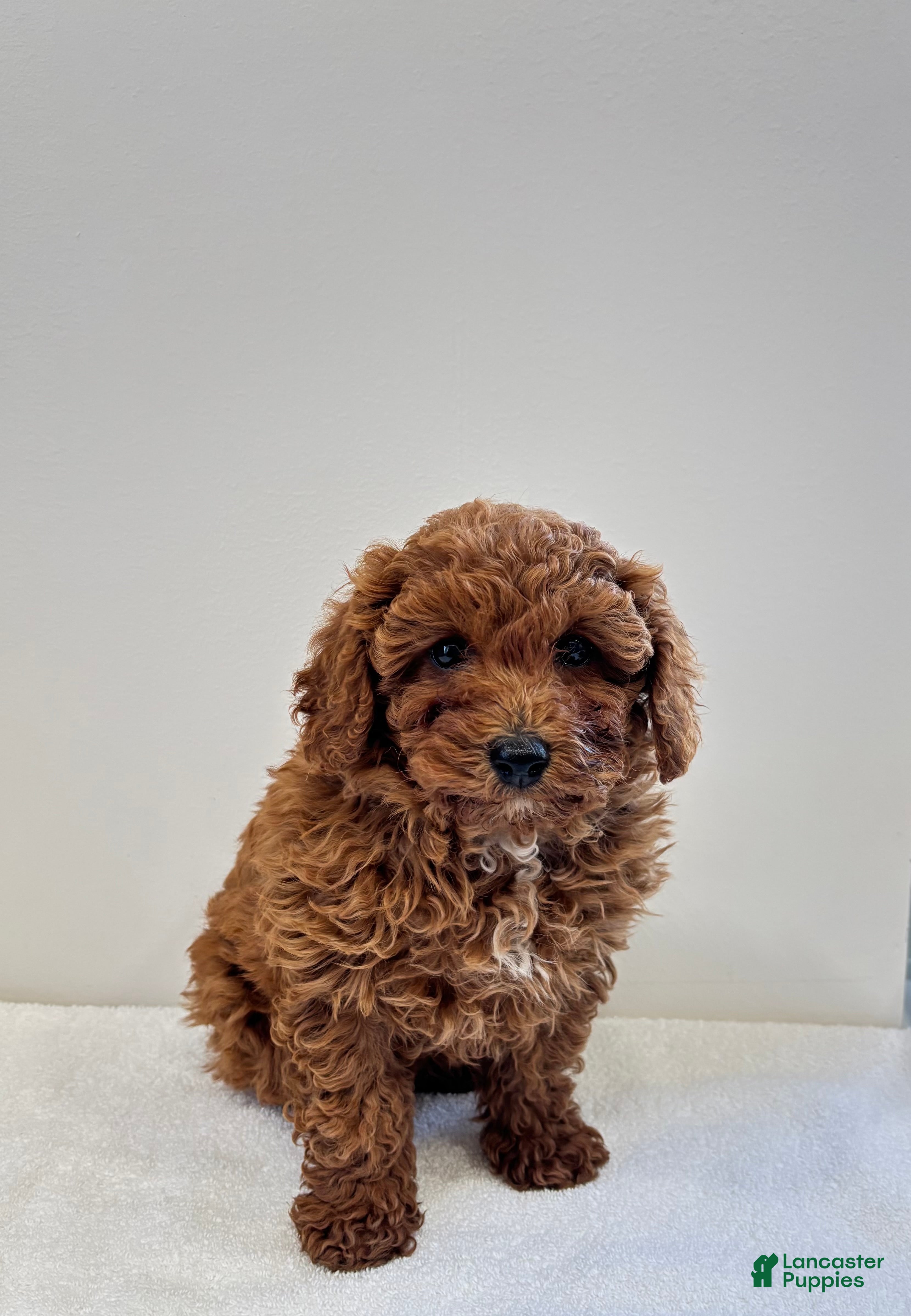 Miniature Poodle dogs Miniature Poodle Puppy 1 - Ad 2