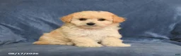 Maltipoo dogs for sale: Ned - Ad 4
