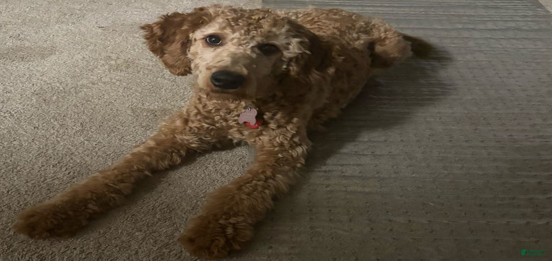 Gallery Image {{count}}