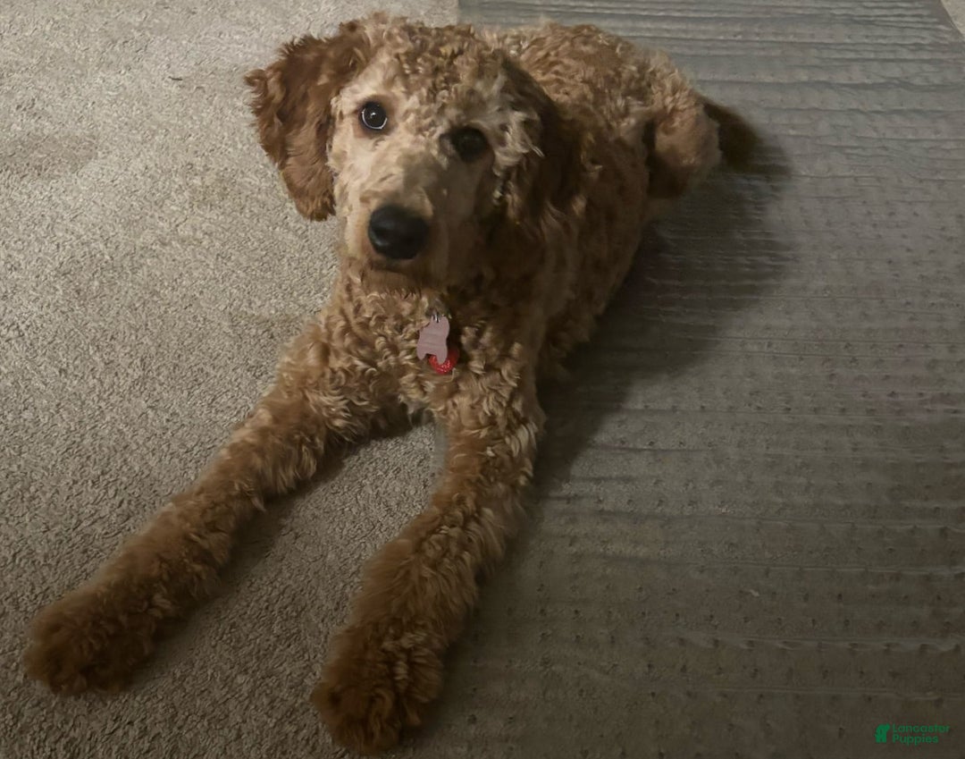 Gallery Image {{count}}