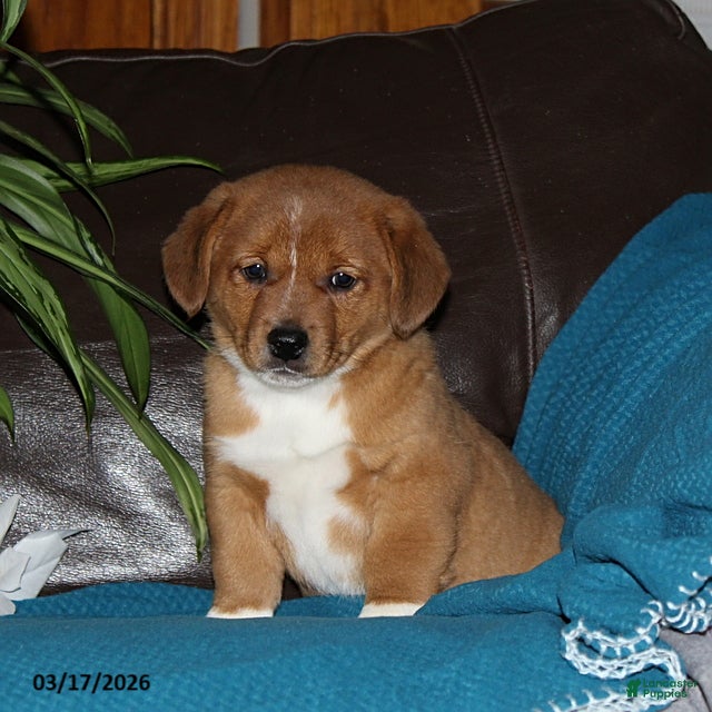 Mixed Breed dogs Ralph - Ad 1