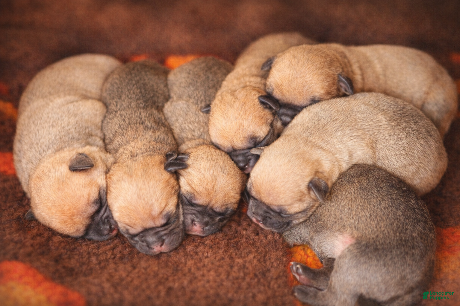 Mixed Breed dogs Chug 1 - Ad 38