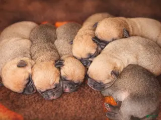 Mixed Breed dogs Chug 1 - Ad 38