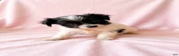 Mixed Breed dogs for sale: Winnie - Ad 1