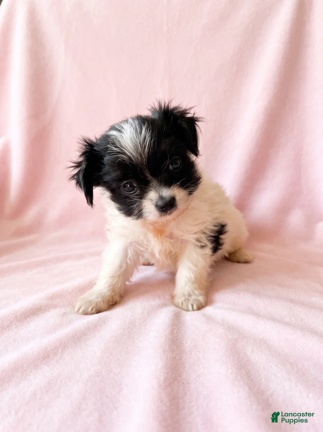 Mixed Breed dogs for sale: Winnie - Ad 1