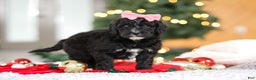 Mini Goldendoodle dogs for sale: Tilly - Ad 5