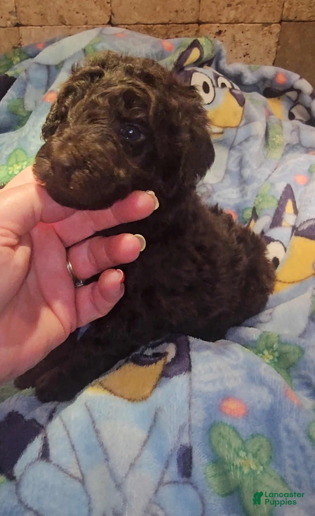 Goldendoodle dogs for sale: Felicity Goldendoodle Puppy 8 - Ad 2