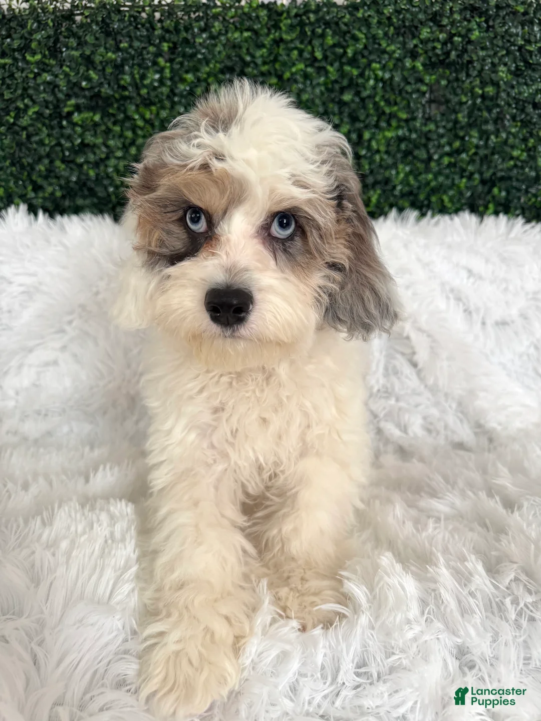 Cavapoo dogs for sale: Chase - Ad 1