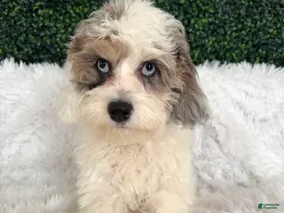 Cavapoo dogs Chase - Ad 7