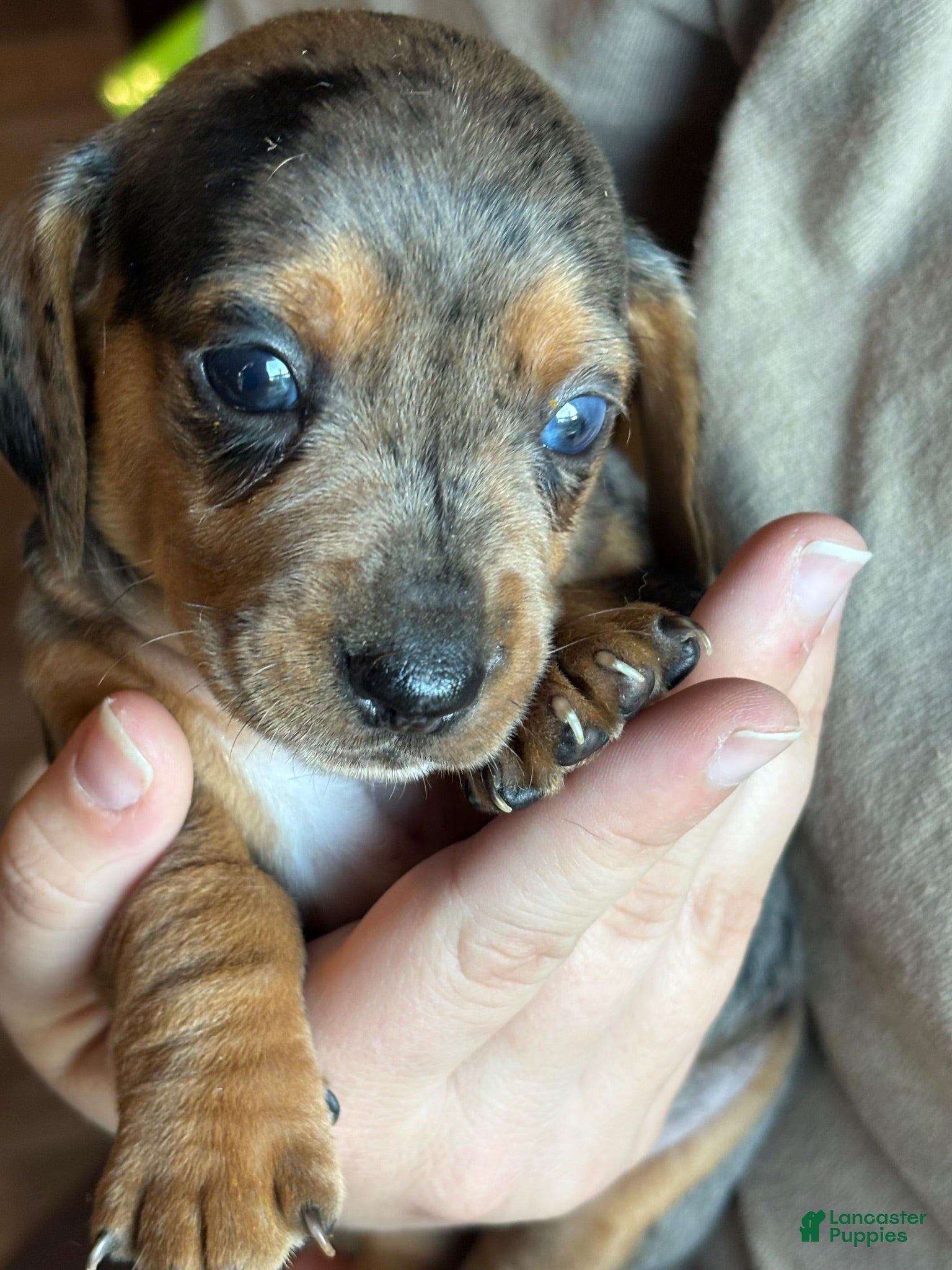 Dachshund dogs Dachshund 2 - Ad 2