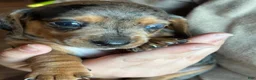 Dachshund dogs for sale: Dachshund 2 - Ad 2