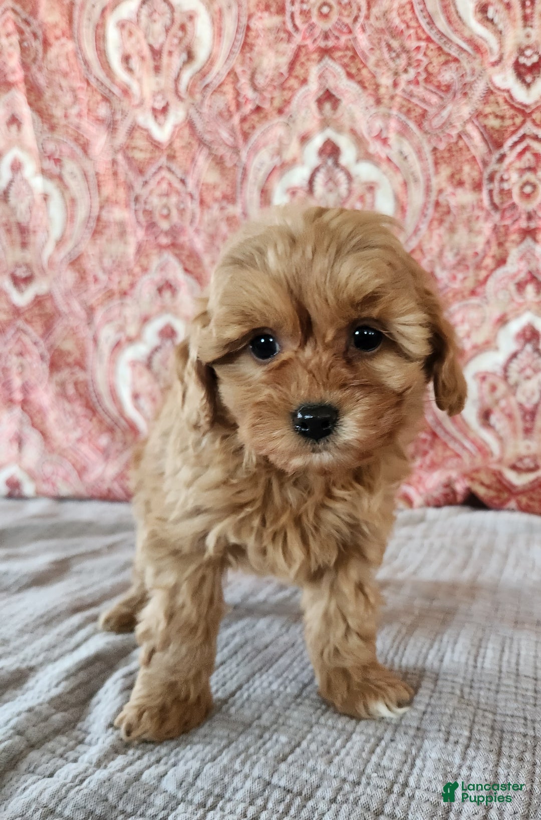 Mini Goldendoodle dogs for sale: Frances  - Ad 2