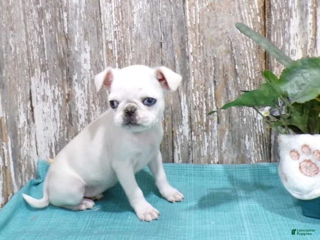 Pug dogs for sale: AMY - Ad 1