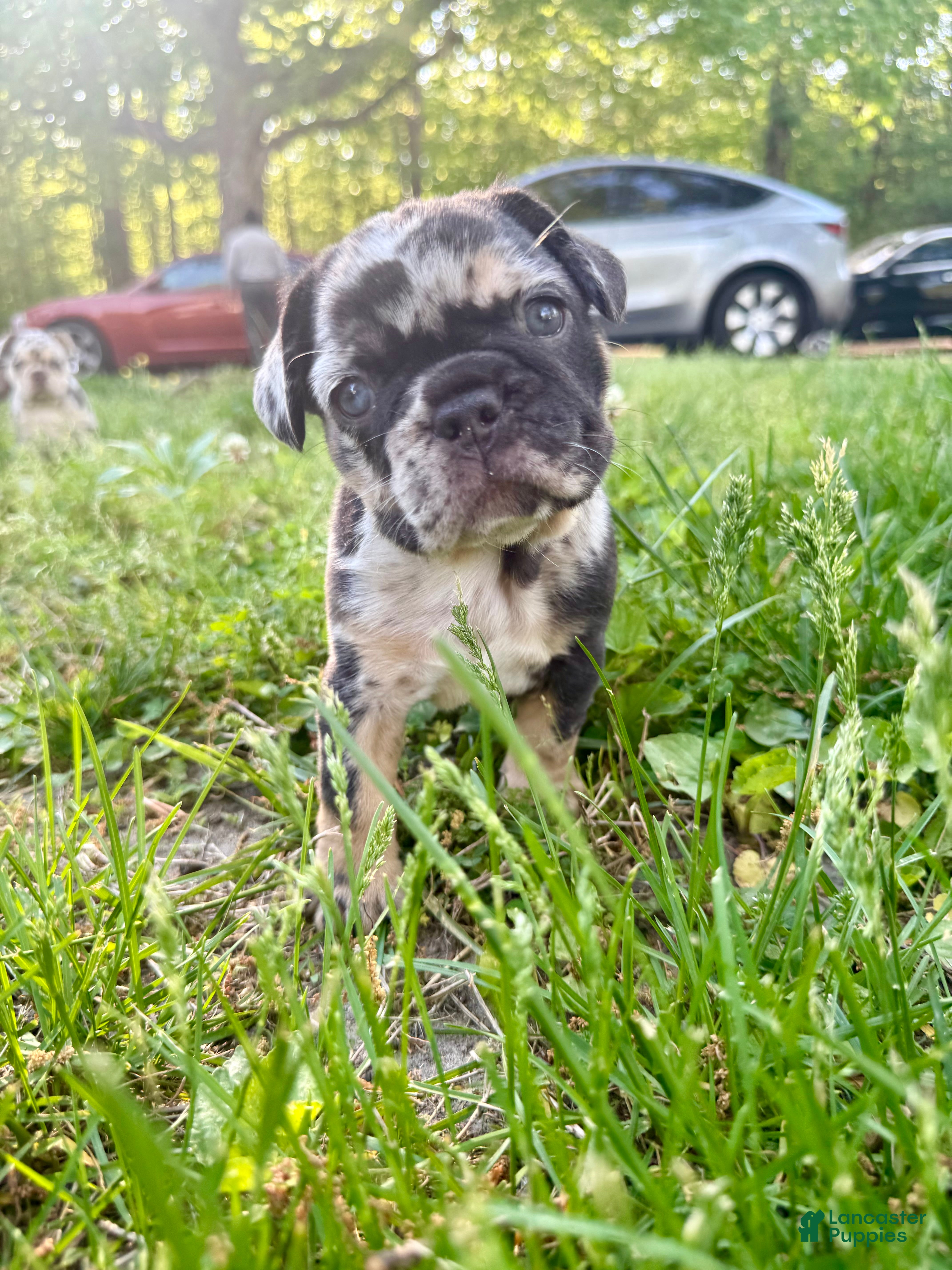 French Bulldog dogs Cookie - Ad 38