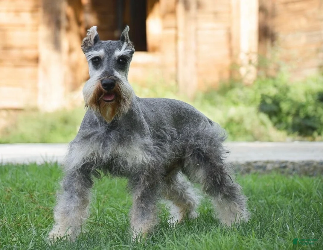 Miniature Schnauzer dogs for sale: Maddox - Ad 6