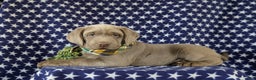 Labrador Retriever dogs for sale: Colson AKC Silver Lab - Ad 6