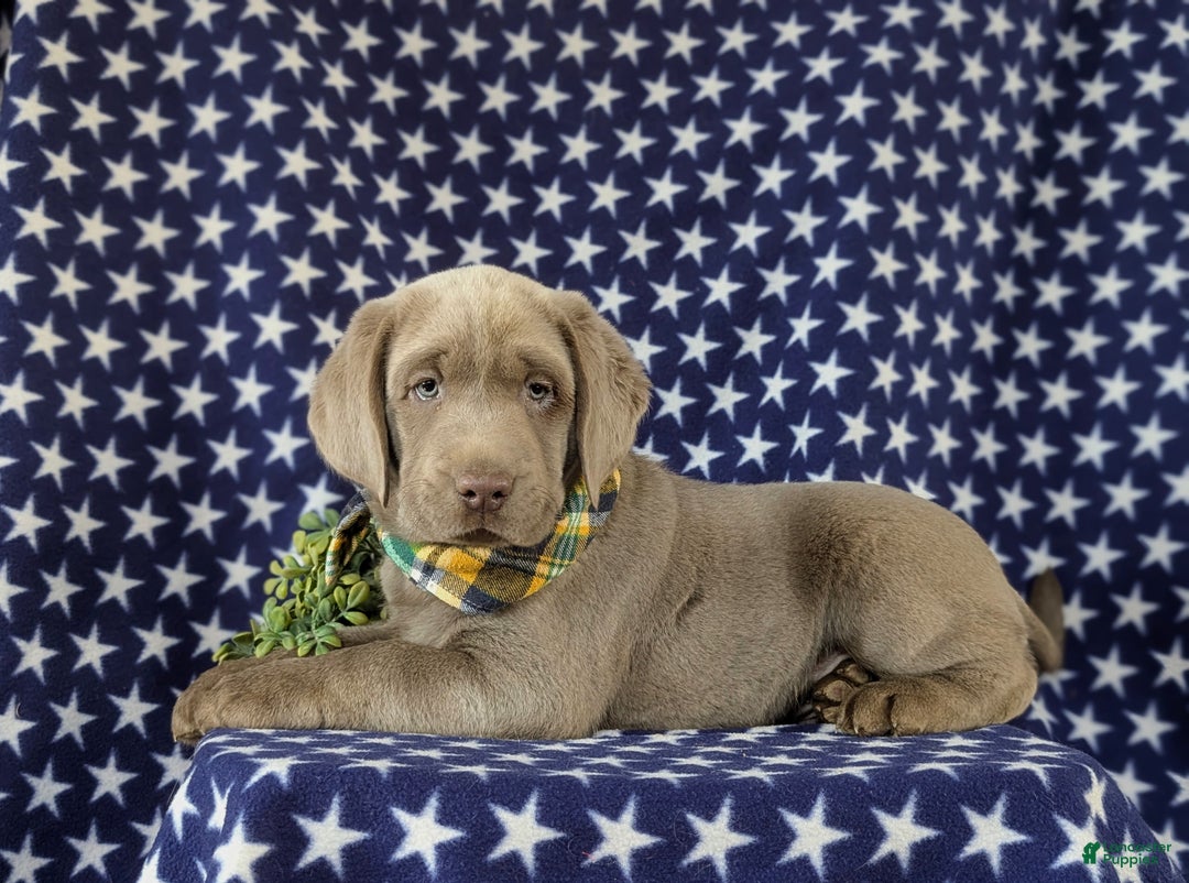 Labrador Retriever dogs for sale: Colson AKC Silver Lab - Ad 6