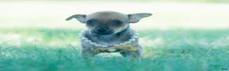 Chihuahua dogs for sale: Jupiter - Ad 7