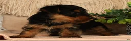 Yorkshire Terrier dogs for sale: Wags - Ad 8