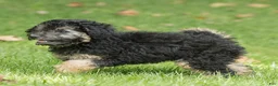 Miniature Poodle dogs for sale: Misty Miniature Poodle  - Ad 5
