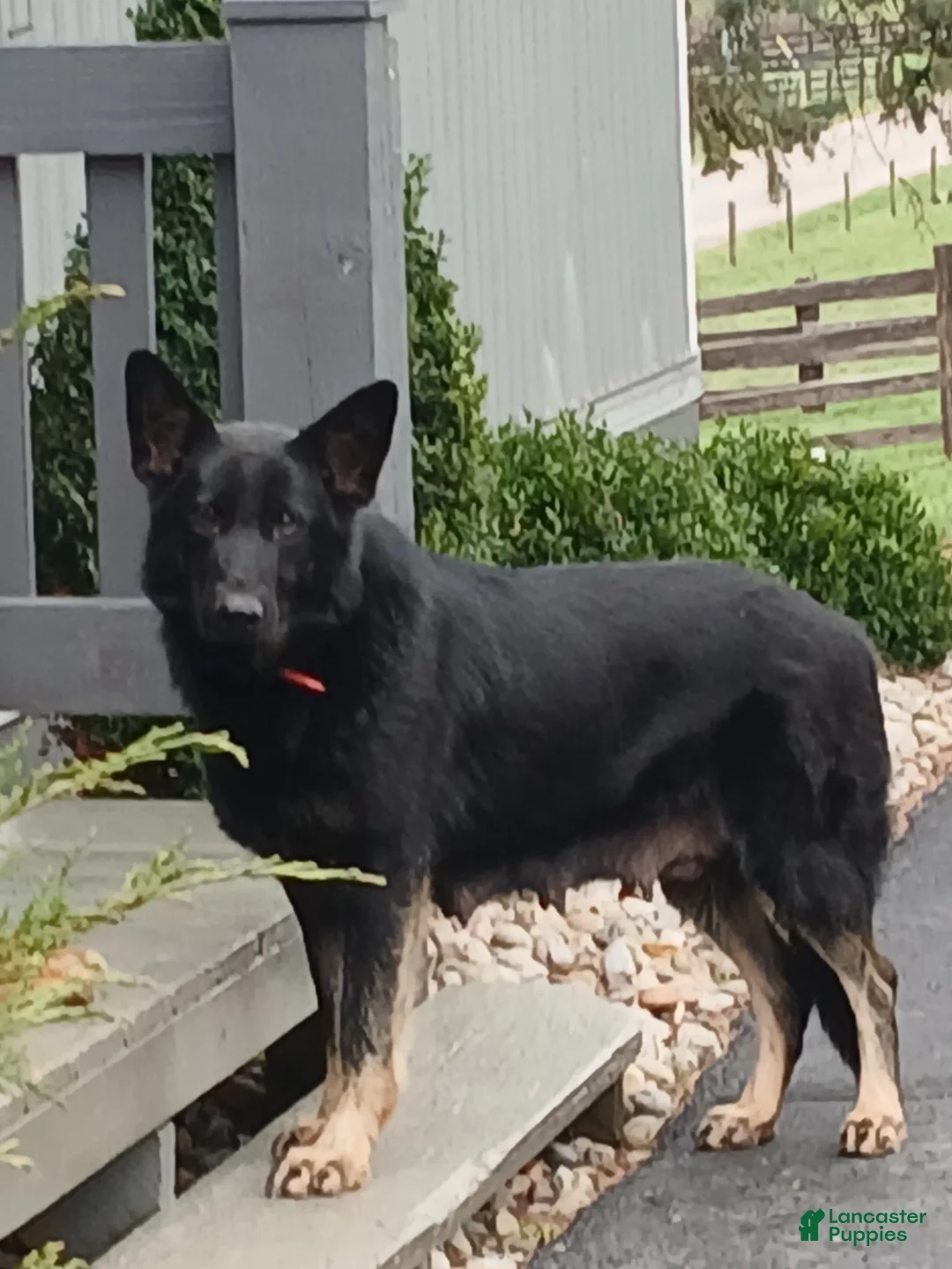 German Shepherd dogs for sale: Haven - Ad 4