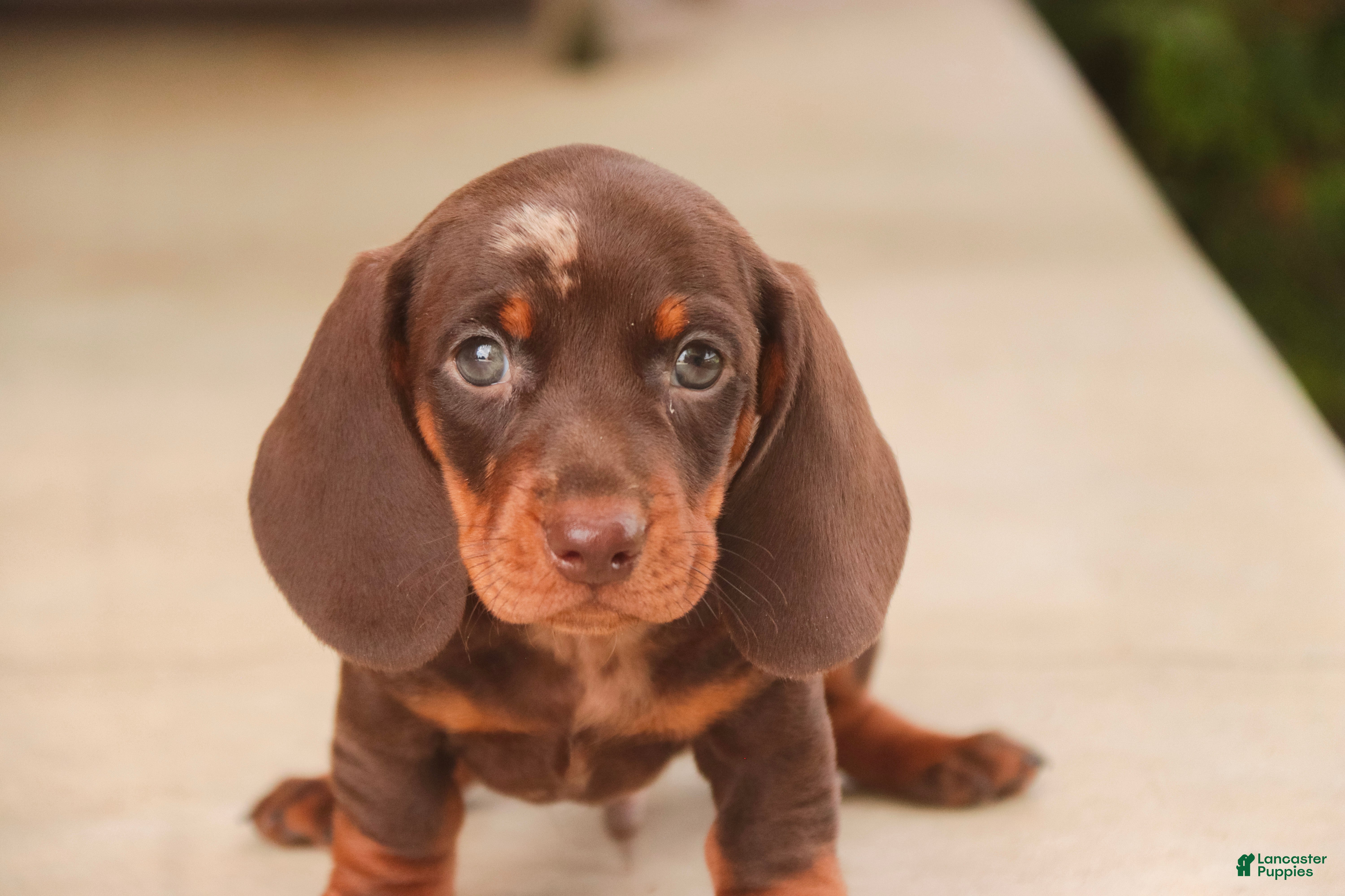 Miniature Dachshund dogs Cody Miniature Dachshund  - Ad 1