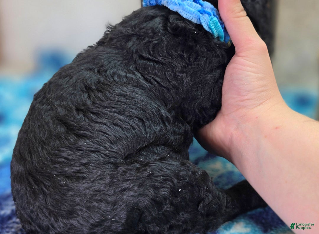 Cockapoo dogs for sale: Foggy - Ad 37