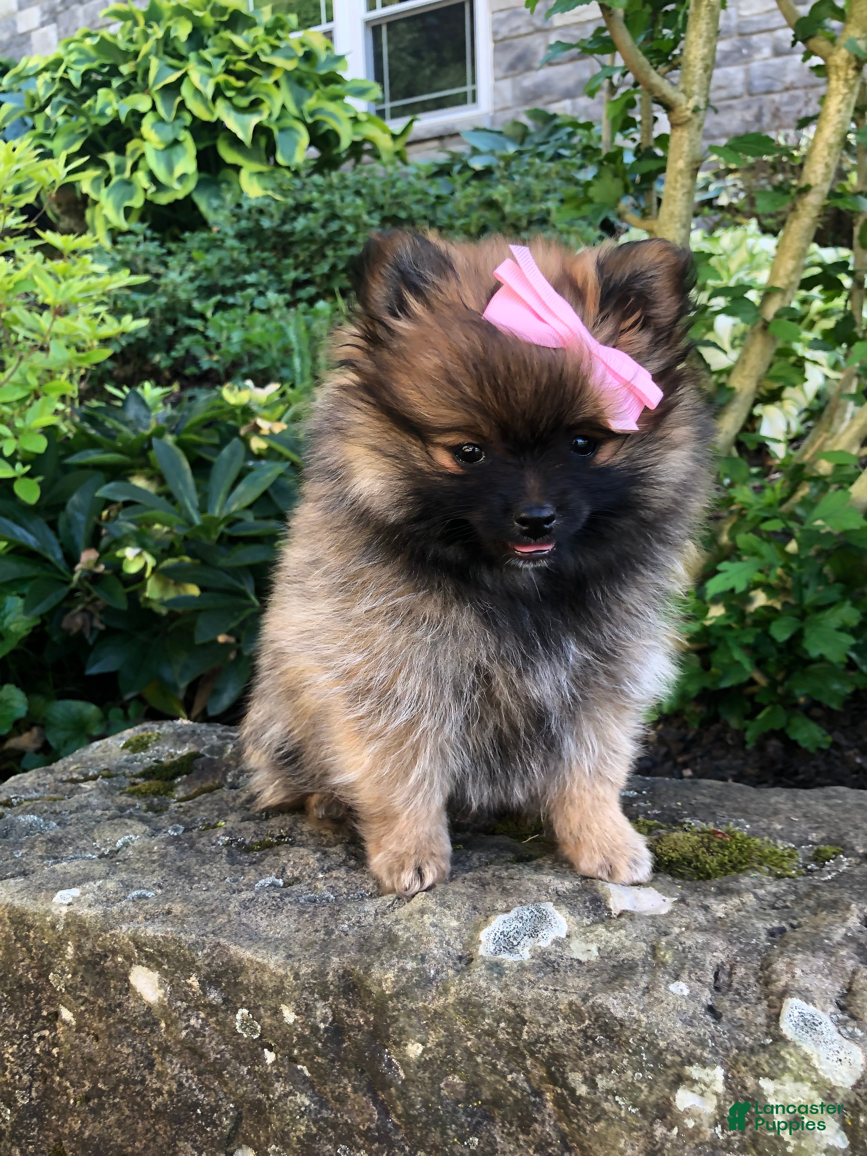 Pomeranian dogs Grace - Ad 2