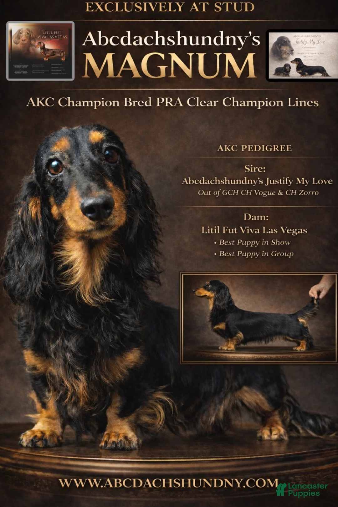 Miniature Dachshund dogs for sale: AKC Russian import - Ad 10