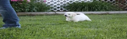Golden Retriever dogs for sale: Yeti - Ad 3