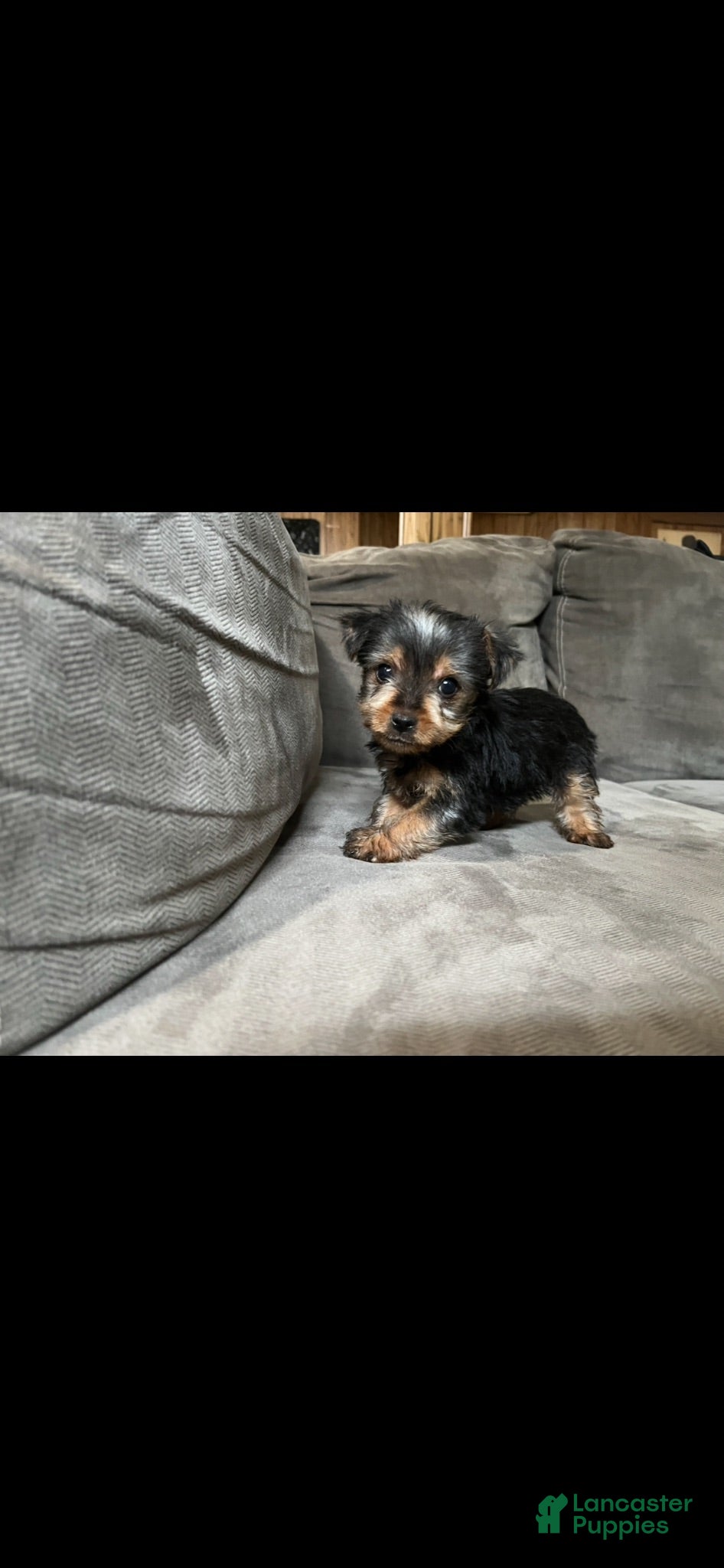 Yorkshire Terrier dogs Yorkshire Terrier 1 - Ad 4