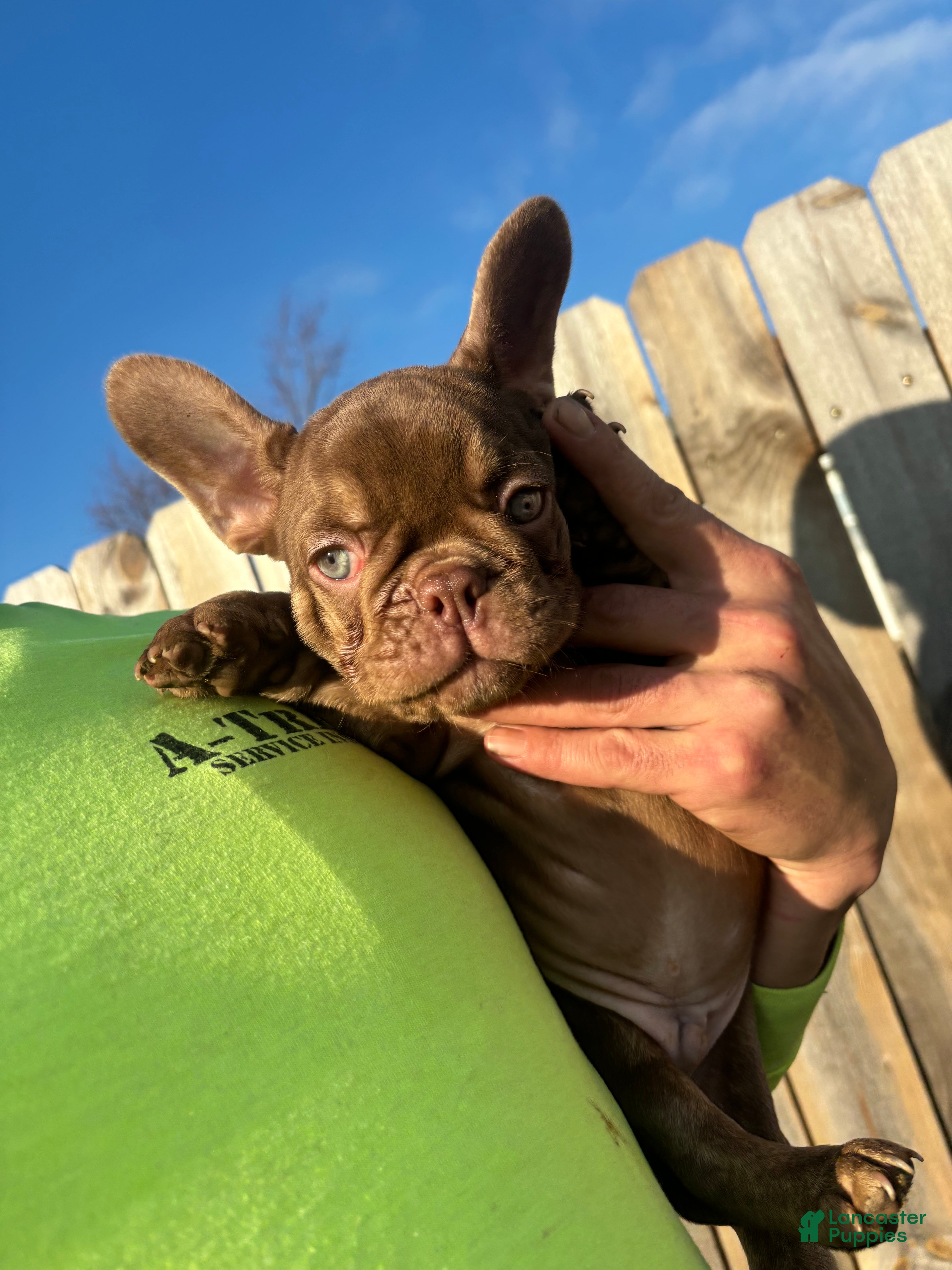 French Bulldog dogs French Bulldog Puppy 1 - Ad 5