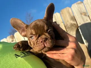 French Bulldog dogs French Bulldog Puppy 1 - Ad 39
