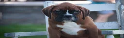 Boxer dogs for sale: Beck - Ad 3